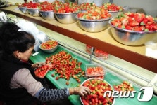 이게 바로 매향딸기...해외에서 인기