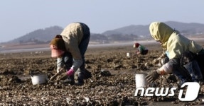 [풍경] 함평 돌머리해변 석화 따는 아낙들