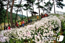 정읍 구절초테마공원에 2만㎡규모 다목적광장 조성
