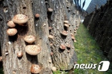 임실군 표고버섯 자목·종균 구입비 지원…20일까지 접수