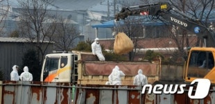고병원성 AI 의심 농장 매몰중