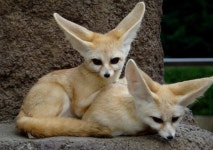 ‘어린왕자’에 나오는 멸종위기 페넥여우 특징은? 귀 크기가 무려…