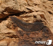경북 칠곡서 국내 最古 공룡화석 발견…1억3천만년 전 용각류 추정