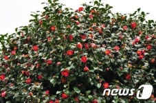 국립산림과학원, 국내 최초 동백나무숲 탄소저장량 산정