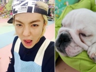 애니멀즈 강남, 귀여운 강아지 만두 공개 본방사수 독려