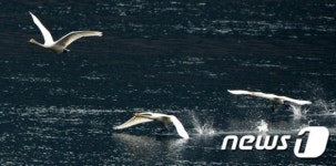 내일 입춘, 이젠 날아갈 때...