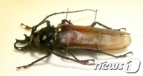 문화재청, 국내 최대 장수하늘소 표본 기증받아