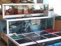 속초여행 속 별미 신선한 대게와 활어회