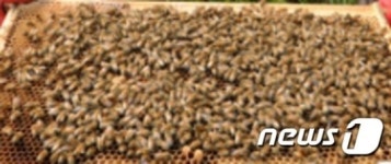 대전 중구, 양봉농가 34곳에 화분 3500kg 공급