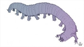 아이쉐아이아 뜻, 캐나다 산봉우리에서 유래…정체는 ‘고생대 애벌레’