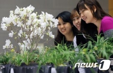 봄의 향기 농협난우회 한국춘란전시회