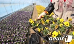 도심 단장할 봄꽃