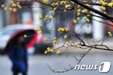 산수유 향 가득한 출근길