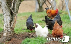 봄맞이 나온 닭들