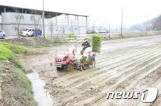 고흥군, 전국 최초 대규모 벼 2기작…5.3㏊ 노지모내기