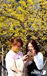 산수유꽃 아래에서