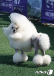[화보] 세계 애완견 한자리에…국제 도그쇼 성황