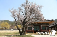 [풍경] 남명 선생 선비정신 꽃피운 산청 남명梅