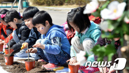 고사리 손으로 심는 무궁화 묘목