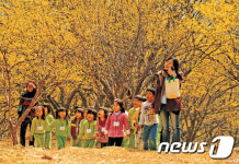이천시, 내달 3~5일 이천백사산수유꽃축제 개최