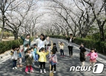 벚꽃이 만개한 광양제철 주택단지