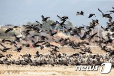 천수만 흑두루미