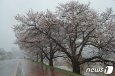 청주 무심천 벚꽃 활짝…내달 7일 절정