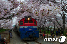 진해 경화역에 들어오는 벚꽃열차