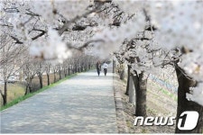 세종시, 5일 조천변 벚꽃길 문화행사 개최