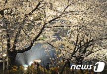 “이번 주말 벚꽃놀이 가 볼까?”…전북지역 벚꽃 명소는