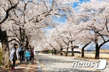 벚꽃엔딩 가사속으로…정읍시, 11·12일 16㎞ 벚꽃길 문화행사