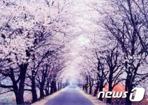 벚꽃터널 보러 오세요…완주 소양 벚꽃, 이번 주말 만개