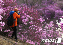 진달래·벚꽃 보러 부천에 오세요…11~12일 원미·도당산서 축제
