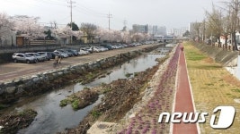 대전 동구, 대동천 자투리공간에 사계절 꽃길 조성
