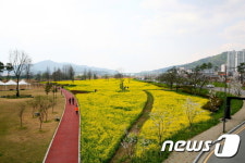 [풍경] 유채꽃으로 물든 광주 강변