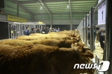 곡성 한우경매시장, 전남동부권 가축시장 중심지 부상