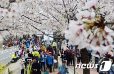 벚꽃아! 반갑다!