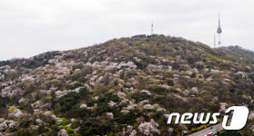 벚꽃으로 물든 남산