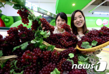 백쌤네포도농장 | 올해 첫 출하 포도 맛보세요!