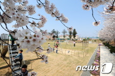 벚꽃을 벗삼아