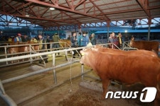 구제역 여파 임시폐장 옥천가축시장, 129일 만에 재개장