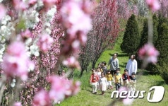 홍도화 나무 아래서