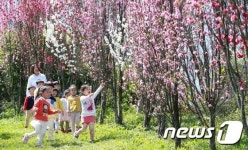 동심 물들인 홍도화