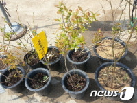블루베리·아사이베리 주부들 사이에서 인기