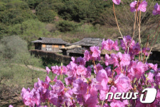 [화보]자홍빛 진달래 물결인 화왕산
