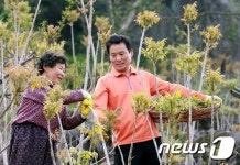 함양근 지금 옻순 수확 중