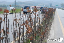 충북도 남일~문의간 국·지도 ‘주먹구구식 시공’…사철나무 고사