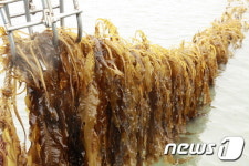 완도군, 8일 어버이날은 완도 미역-Day 지정·선포