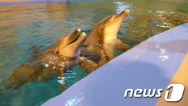 [동영상]제돌이 친구 돌고래 복순이·태산이, 14일 고향 제주로