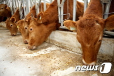 해남군, 농식품 부산물로 한우 생산비 절감…사료비 30~40%↓